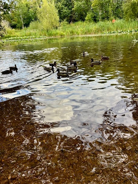 Drybridge Pond